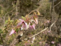 Lasiopetalum trichanthera.jpg