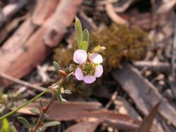 Leptospermum multicaule (5091563442).jpg