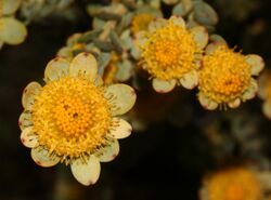 Leucadendron coriaceum 59908246.jpg