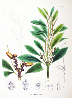 Lithocarpus glaber SZ89.png