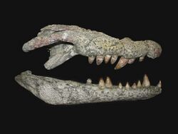 Lohuecosuchus megadontos - Holotype HUE-04498 - lateral view.jpg