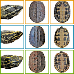 Malayemys khoratensis (orange), Malayemys macrocephala (blue), Malayemys subtrijuga (green).PNG