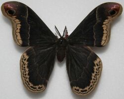 Male Promethea Moth, Megan McCarty79.jpg