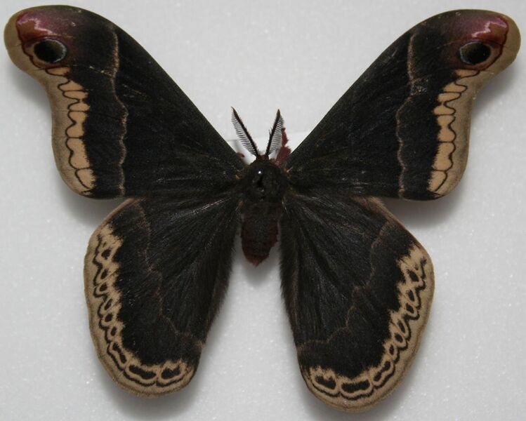 File:Male Promethea Moth, Megan McCarty79.jpg
