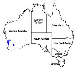 Map.Hemiphora uncinata.jpg