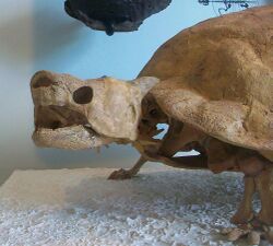 Meiolania platyceps AMNH 29076 cast skull.jpg
