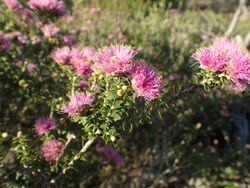 Melaleuca ryeae.jpg