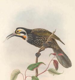 Melidectes leucostephes - The Birds of New Guinea.jpg