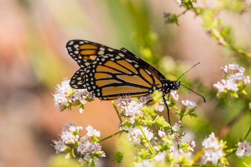 File:Monarch on california buckwheat.jpg