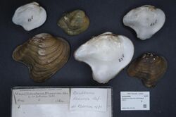 Naturalis Biodiversity Center - RMNH.MOL.327105 - Epioblasma flexuosa (Rafinesque, 1820) - Unionidae - Mollusc shell.jpeg