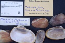 Naturalis Biodiversity Center - ZMA.MOLL.410404 - Barbatia amygdalumtostum (Röding, 1798) - Arcidae - Mollusc shell.jpeg