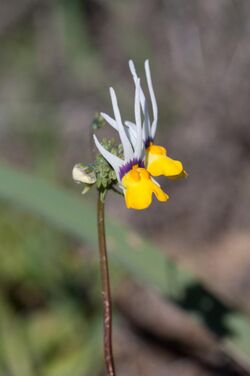 Nemesia cheiranthus.jpg