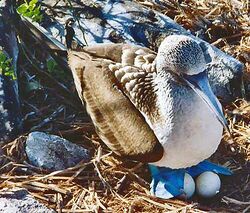 Nesting bluefoot.jpg