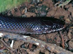 Night Brook Snake (Pseudoxyrhopus heterurus) (7623780642).jpg