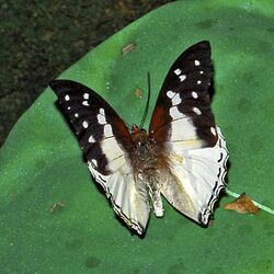 Nymphalidae - Charaxes hadrianus.JPG