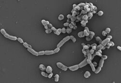 Oligella ureolytica is a Gram-negative, aerobic, motile bacterium with peritrichous flagella of the genus Oligella, isolated from a cervical lymph node and human urine.