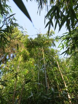 Oligostachyum sulcatum au jardin jungle.JPG