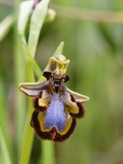 Ophrys speculum (flower detail).jpg