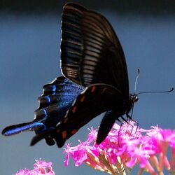 Papilio bianor.jpg
