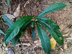 Passiflora-kuranda-SF22217-2-01.jpg