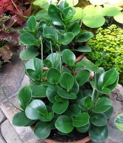 Peperomia obtusifolia 3-OB9.jpg