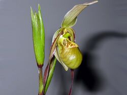 Phragmipedium caricinum 01.jpg