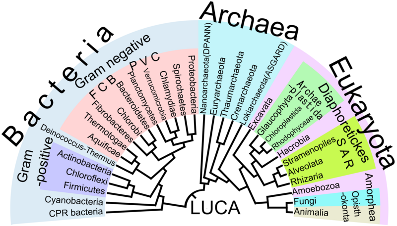File:Phylogenetic Tree of Life.png