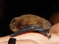 A small, round bat with a brown, fluffy body and small ears sits on the hand of a researcher.