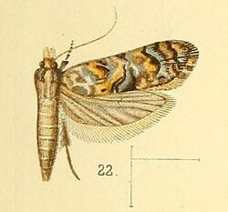 Pl.4-fig.22-Autochthonus chalybiellus Walsingham, 1891.jpg