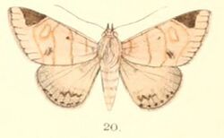 Pl.5-20-Dordura aliena Walker, 1865 (syn.Dordura apicialis).JPG