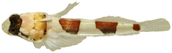 Platygillellus rubrocinctus - pone.0010676.g144.png