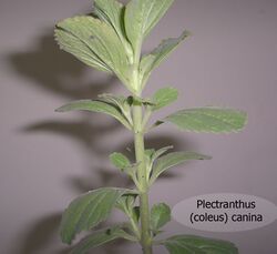 Plectranthus-coleus-canina-02.jpg