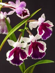 Ponerorchis graminifolia (34477576983).jpg