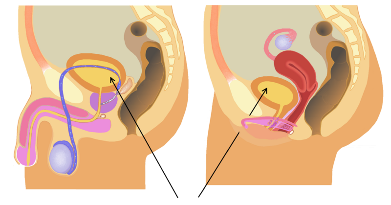 File:Position of the urinary bladder 1.png