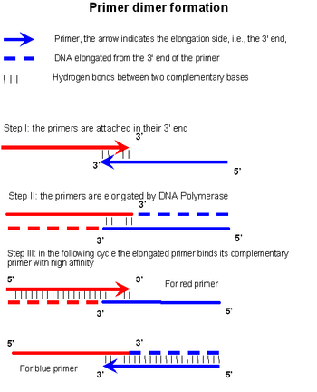 mechanism of primer dimer formation and amplification
