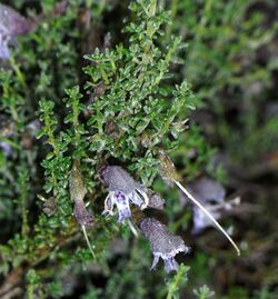 Prostanthera serpyllifolia.jpg