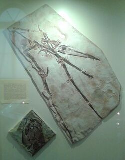 Pterossauros fossilizados MN 01.jpg