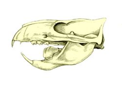 Skull. In the mandible, there is a very large tooth behind the incisor.