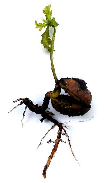 File:Quercus robur - sprouting acorn.jpg
