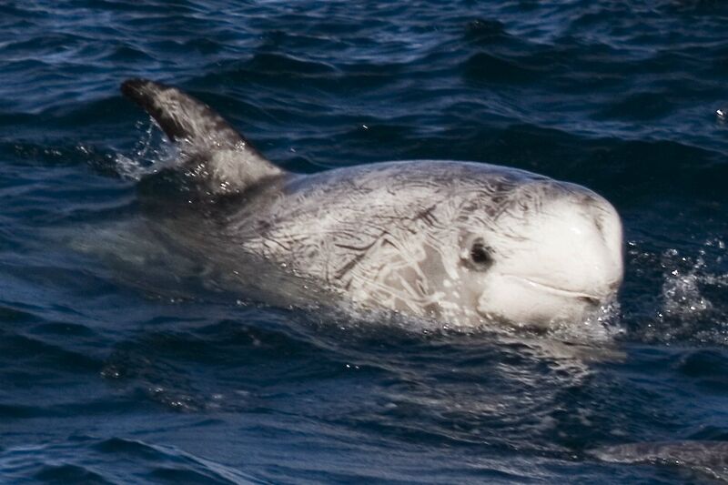 File:Risso's dolphin.jpg