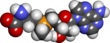 S-adenosylmethionine spacefill.png