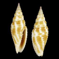 Shell Imbricaria zetema.jpg