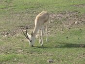 Sir Bani Yas -Sandgasell.JPG