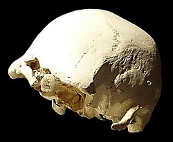 Skull4 3quarters Sima de los Huesos.jpg