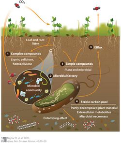 Soil carbon cycle through the microbial loop.jpg