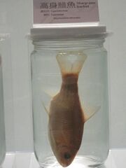 Specimen of Onychostoma alticorpus.JPG