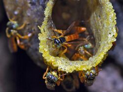 Stingless Bees (Tetragonisca angustula) (6788207763).jpg