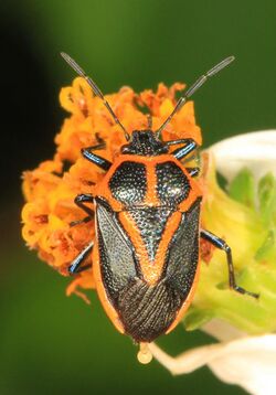 Stink Bug - Perillus strigipes, Okaloacoochee Slough State Forest, Felda, Florida.jpg