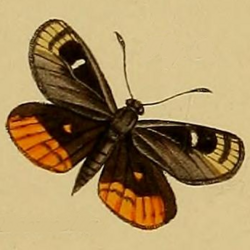 Synemon obscurella Westwood 1877.png