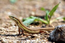 Takydromus formosanus by 王緒昂.jpg